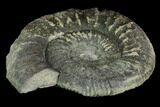 Ammonite (Orthosphinctes) Fossil - Germany #125611-1